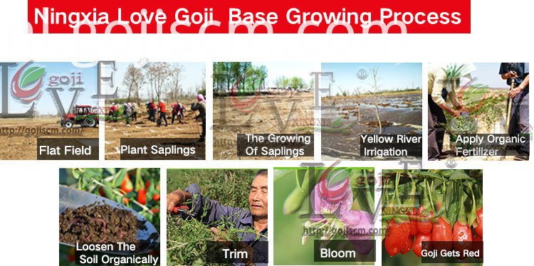 Natuurlijk gecertificeerd GOJI BERRY groeiproces Natural Certificated GOJI BERRY growing process
